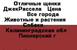 Отличные щенки ДжекРассела › Цена ­ 50 000 - Все города Животные и растения » Собаки   . Калининградская обл.,Пионерский г.